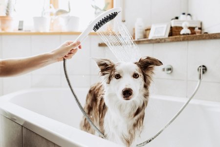 Ручной душ Hansgrohe DogShower 26640670 для собак Черный 
